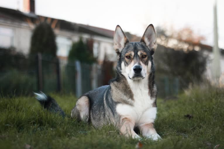 Koda, a German Shepherd Dog and Siberian Husky mix tested with EmbarkVet.com