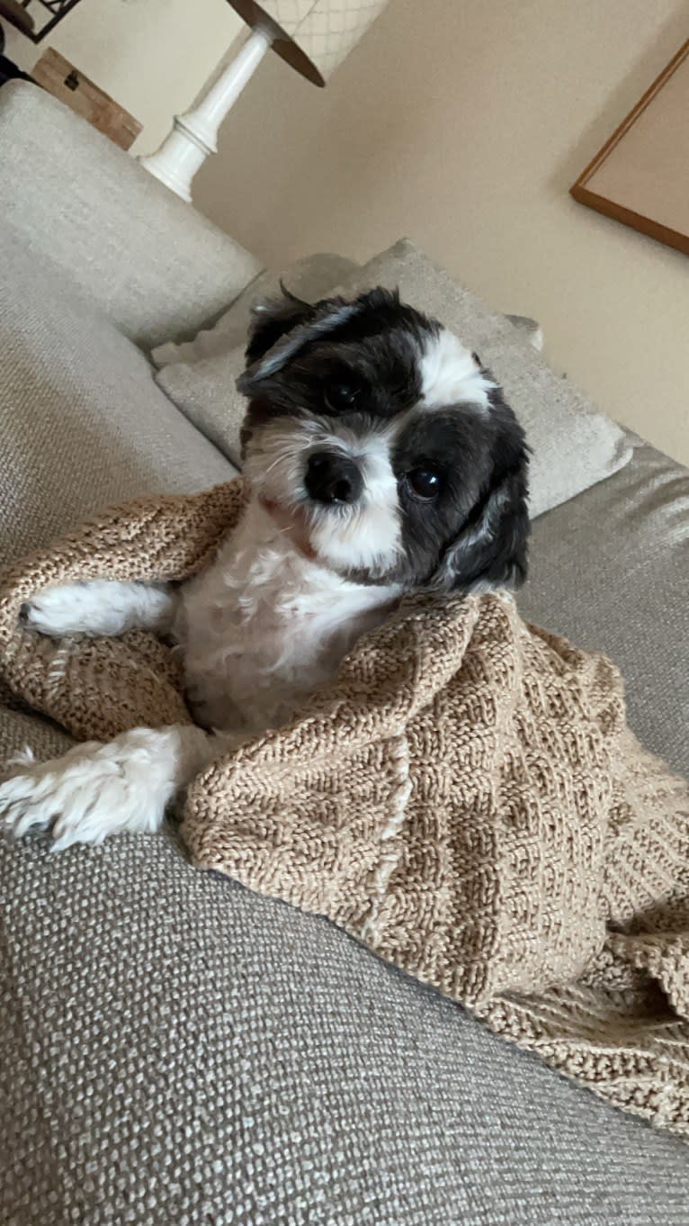 Walter, a Lhasa Apso tested with EmbarkVet.com