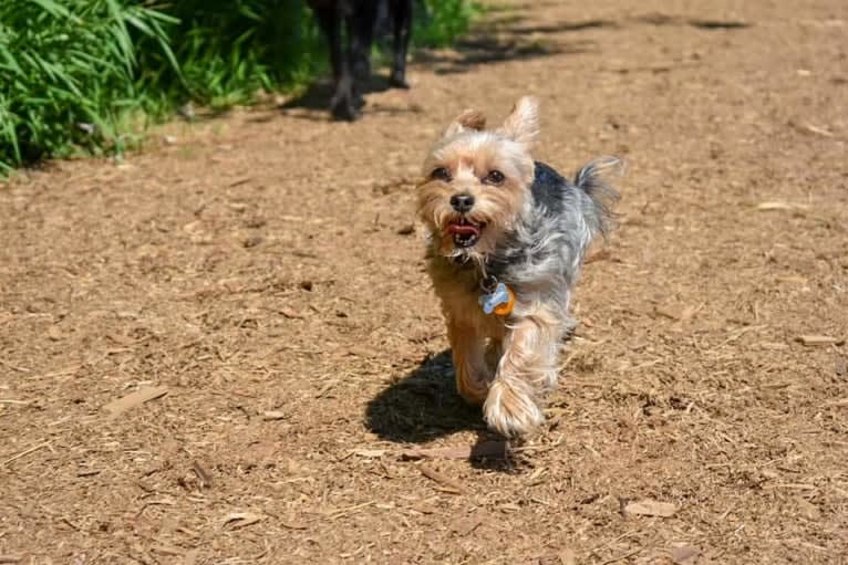 Milo, a Miniature Schnauzer and Biewer Terrier mix tested with EmbarkVet.com