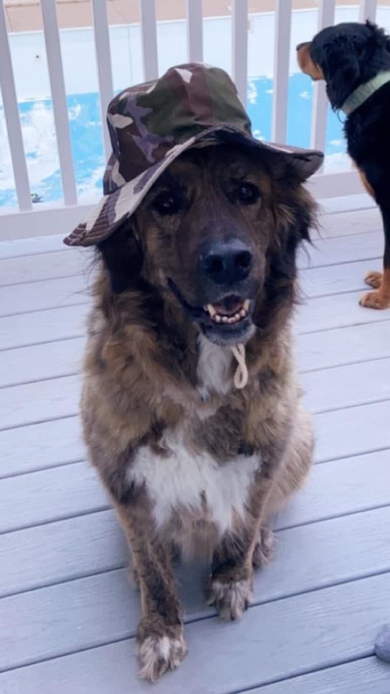 Calvin, a Maremma Sheepdog and Saint Bernard mix tested with EmbarkVet.com