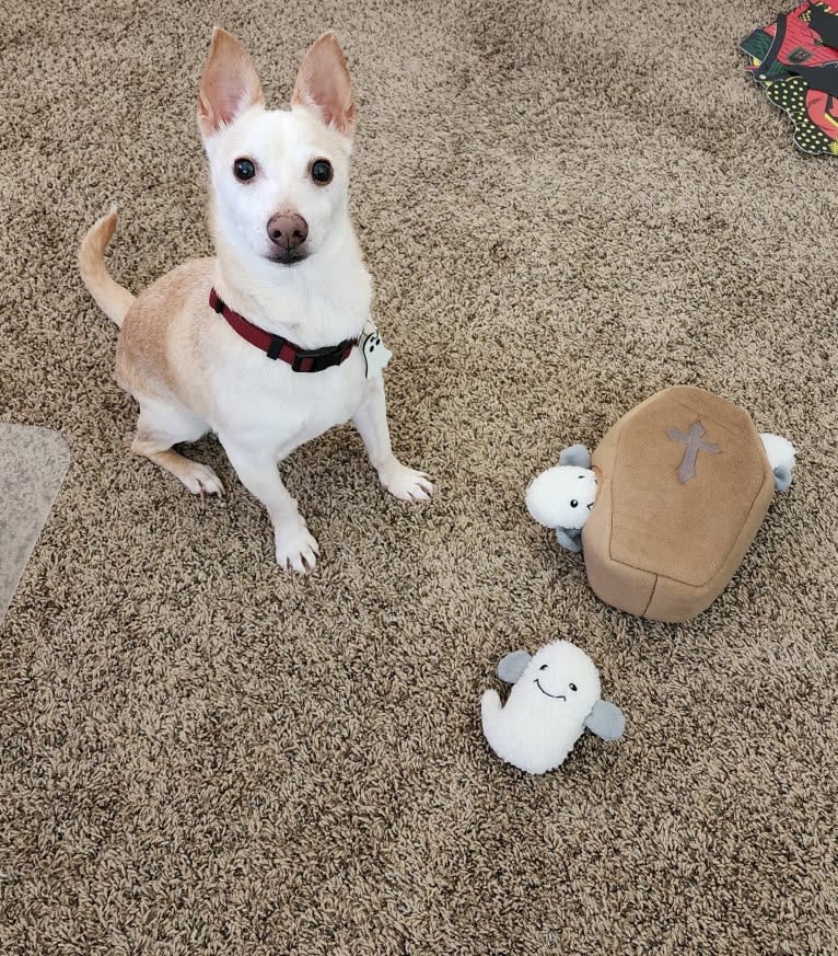 Basil, a Chihuahua and Miniature Pinscher mix tested with EmbarkVet.com