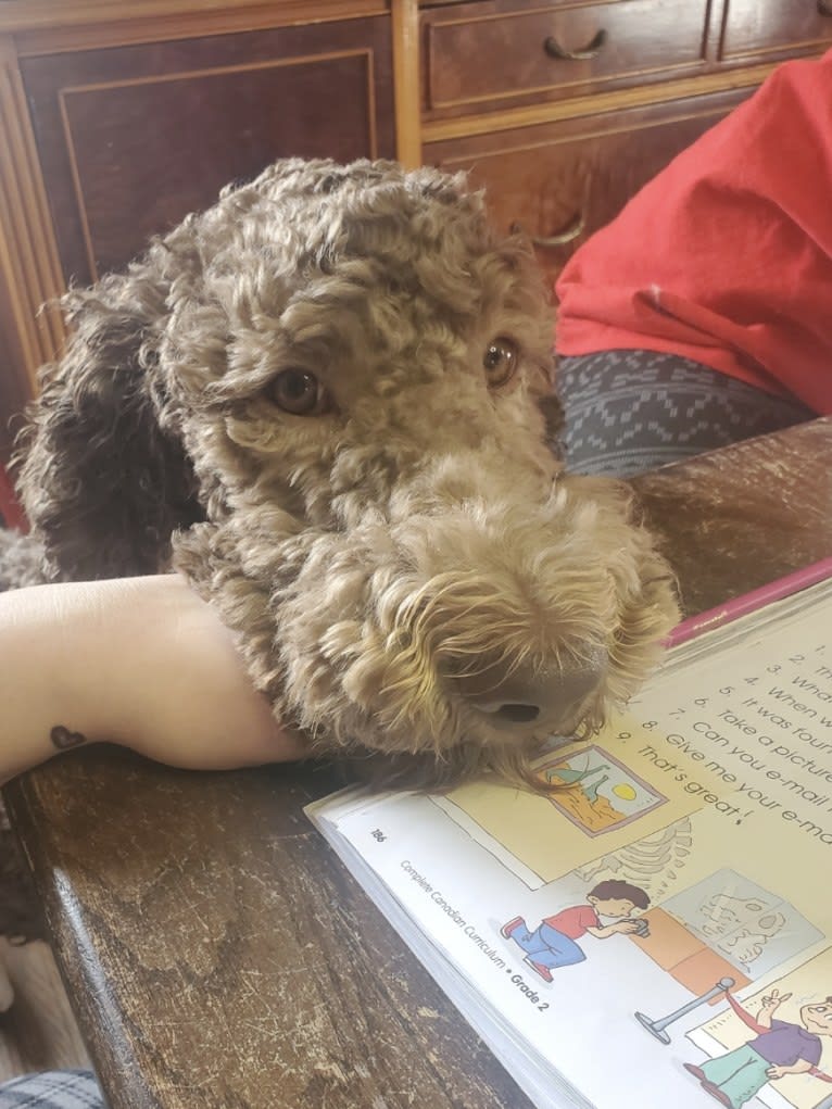 Maverick, a Poodle (Standard) tested with EmbarkVet.com