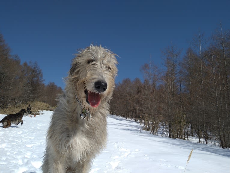 Mouton, an Irish Wolfhound tested with EmbarkVet.com