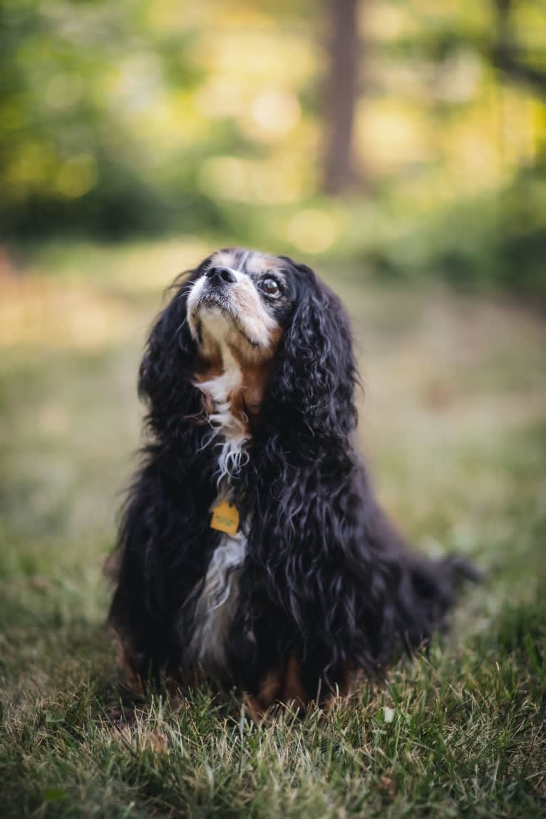 Barkley Valentine, a Cavalier King Charles Spaniel tested with EmbarkVet.com