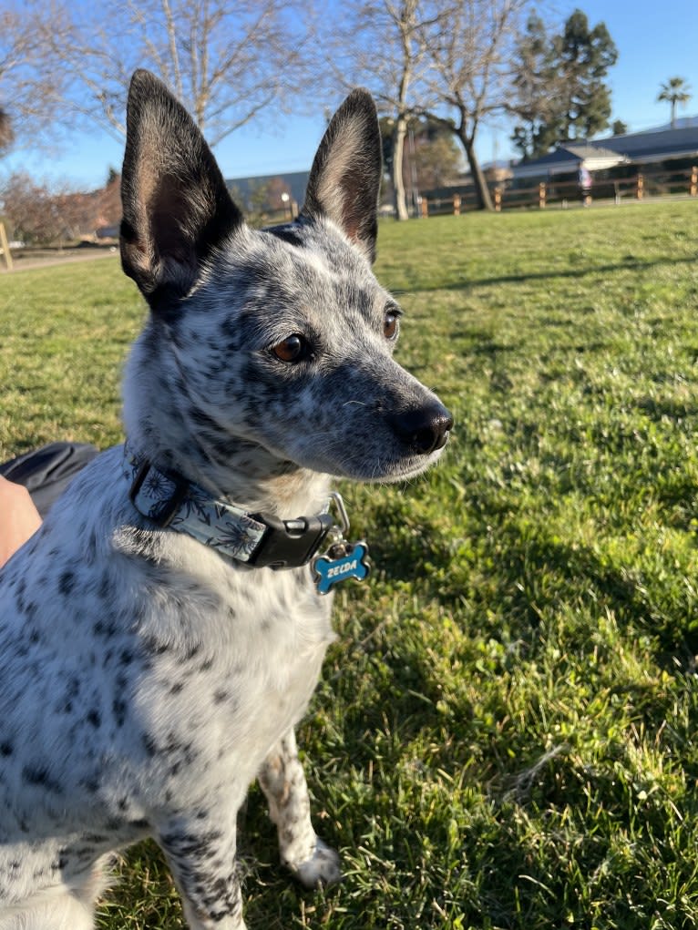 Zelda, an Australian Cattle Dog and Chihuahua mix tested with EmbarkVet.com