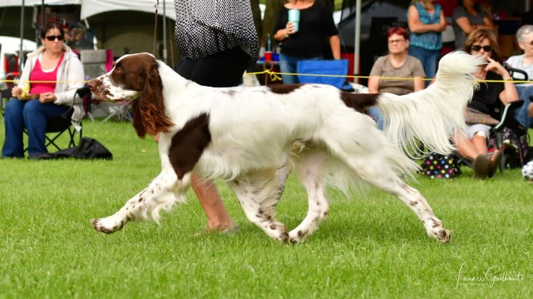 Manny, a French Spaniel tested with EmbarkVet.com