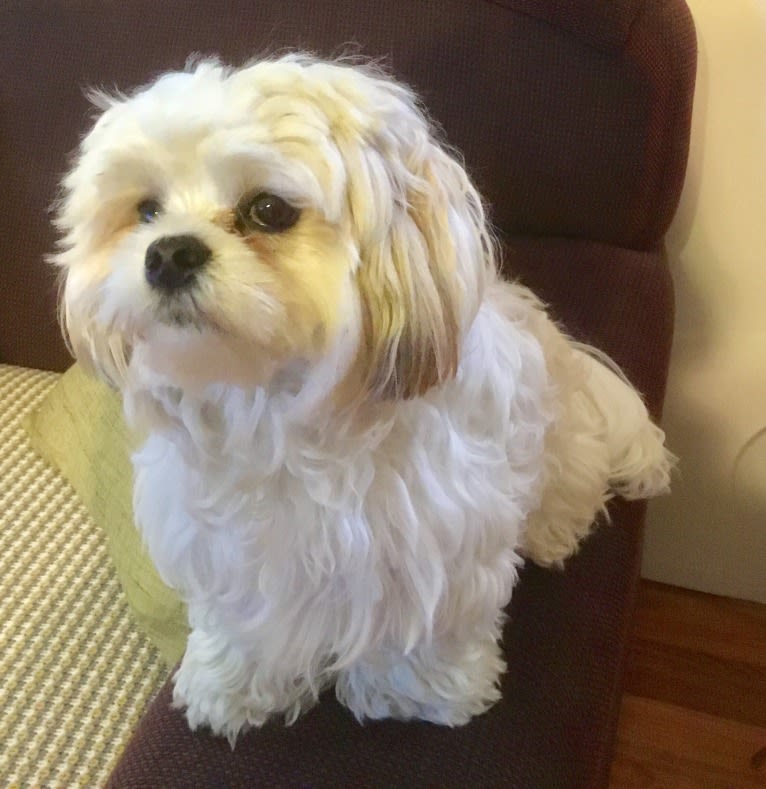 Simi, a Maltese and Lhasa Apso mix tested with EmbarkVet.com
