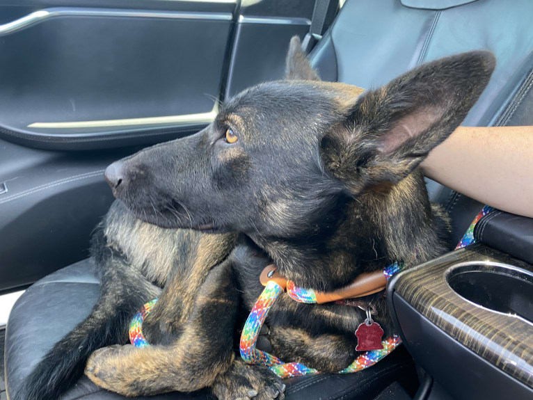 Ronan, a German Shepherd Dog and Belgian Malinois mix tested with EmbarkVet.com