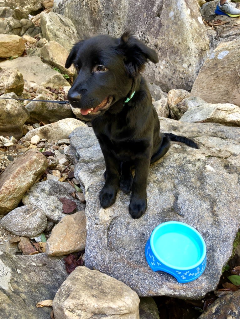 Leo, a Labrador Retriever and German Shepherd Dog mix tested with EmbarkVet.com