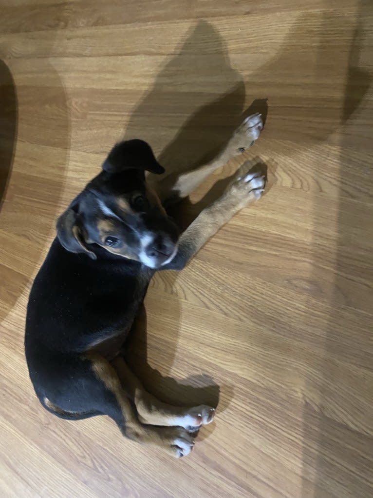 Duke Ferguson, an American Pit Bull Terrier and Australian Cattle Dog mix tested with EmbarkVet.com