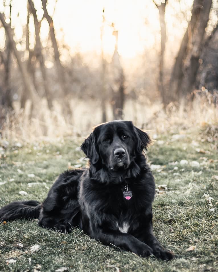 Conway, a Golden Retriever and Great Pyrenees mix tested with EmbarkVet.com