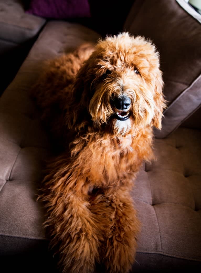 Lucy, a Goldendoodle tested with EmbarkVet.com