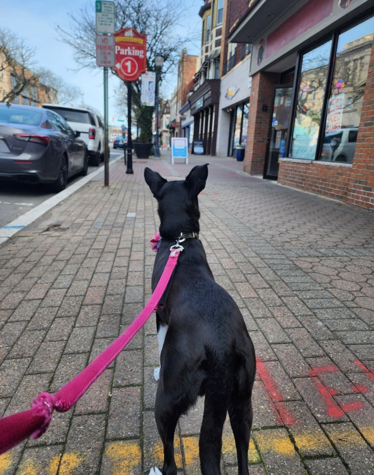 Jaci, a Rat Terrier and Collie mix tested with EmbarkVet.com