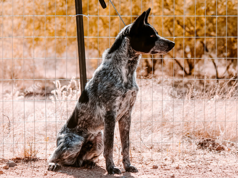 Bruce, an Australian Cattle Dog tested with EmbarkVet.com