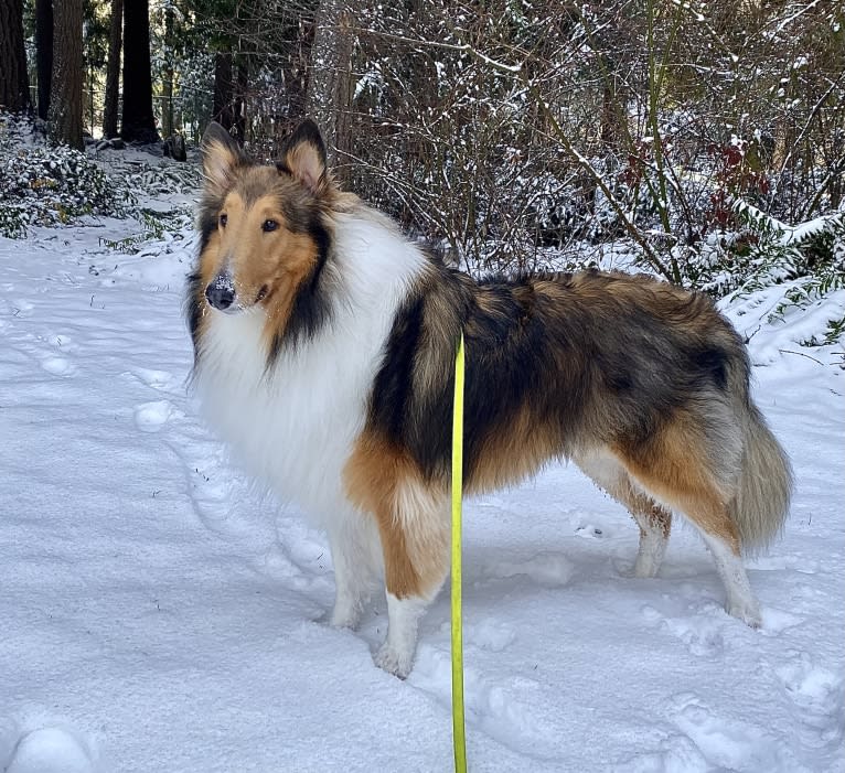 Memphis, a Collie tested with EmbarkVet.com