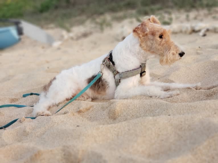 Paumalu Stretchy Stretch, a Wire Fox Terrier tested with EmbarkVet.com