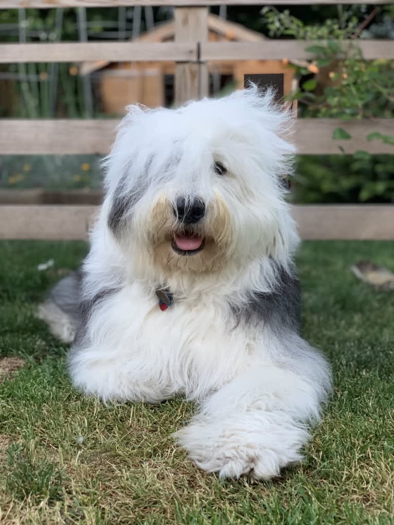 Arlo, an Old English Sheepdog tested with EmbarkVet.com