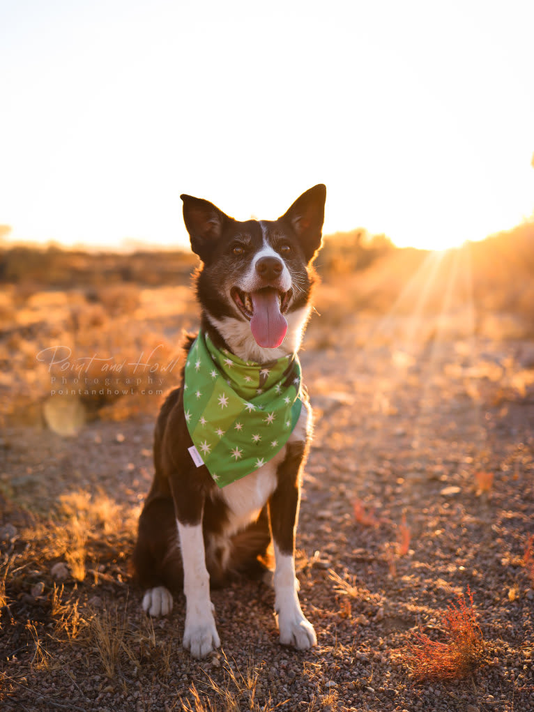 Leo, a Border Collie tested with EmbarkVet.com