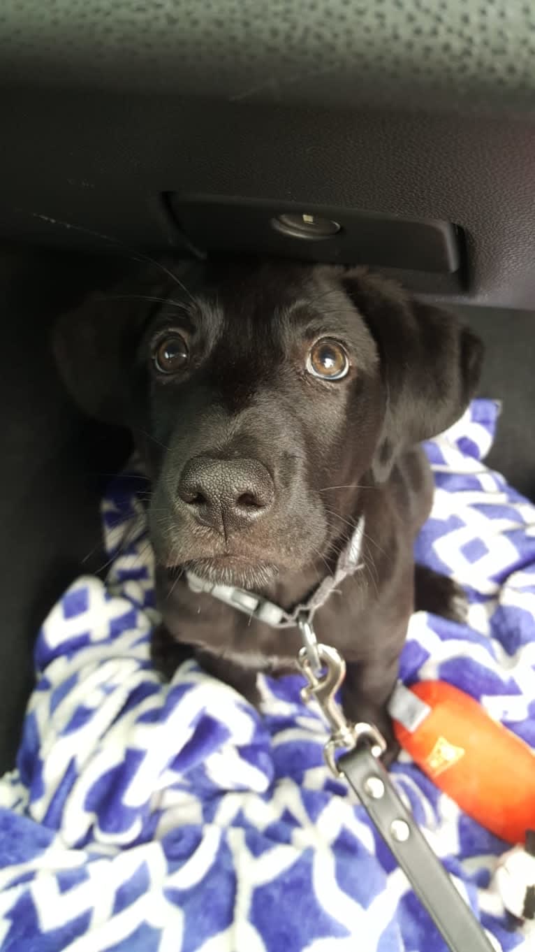 Starker, a Labrador Retriever and American English Coonhound mix tested with EmbarkVet.com