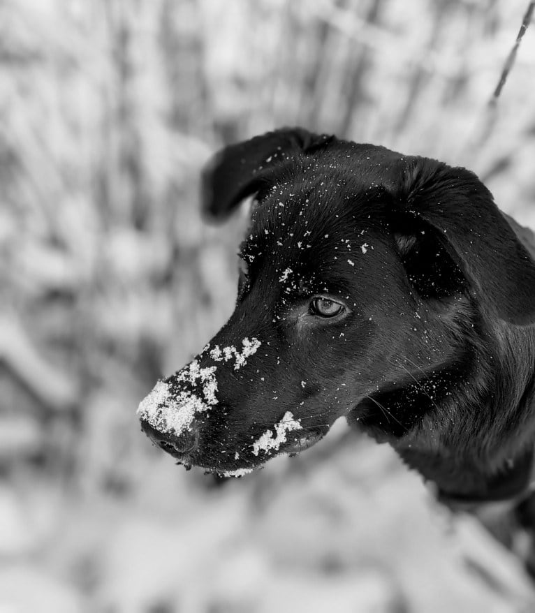 Kodiak, a German Shepherd Dog and Great Pyrenees mix tested with EmbarkVet.com