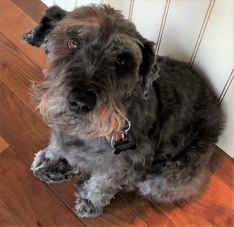 Henry, a West Highland White Terrier and Miniature Schnauzer mix tested with EmbarkVet.com