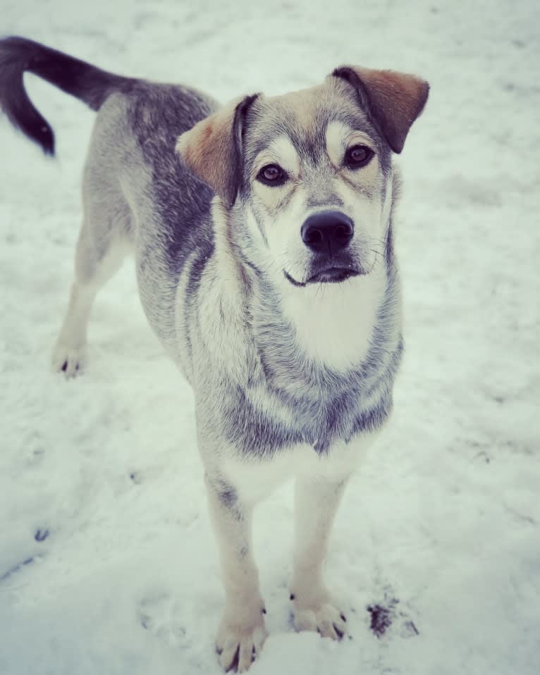 Timber, a Siberian Husky and American Bulldog mix tested with EmbarkVet.com