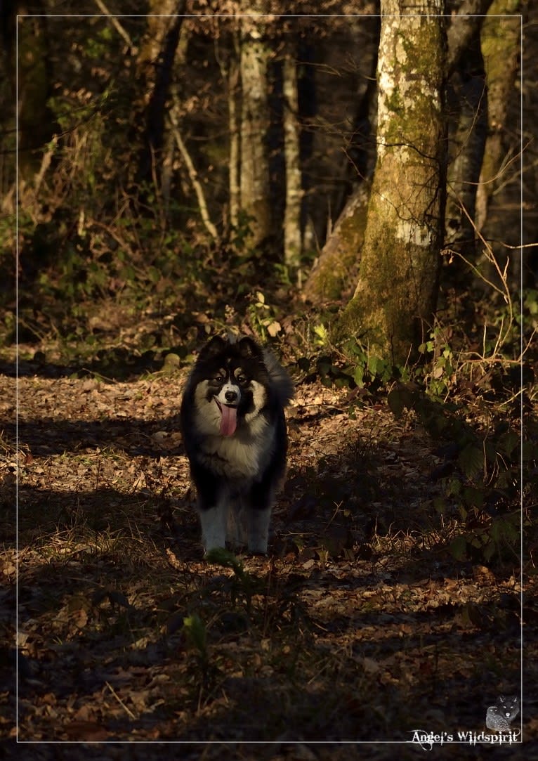 Olwyn, a Yakutian Laika tested with EmbarkVet.com