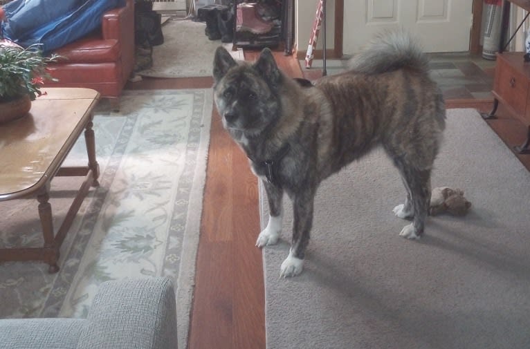 Peace, an Akita tested with EmbarkVet.com