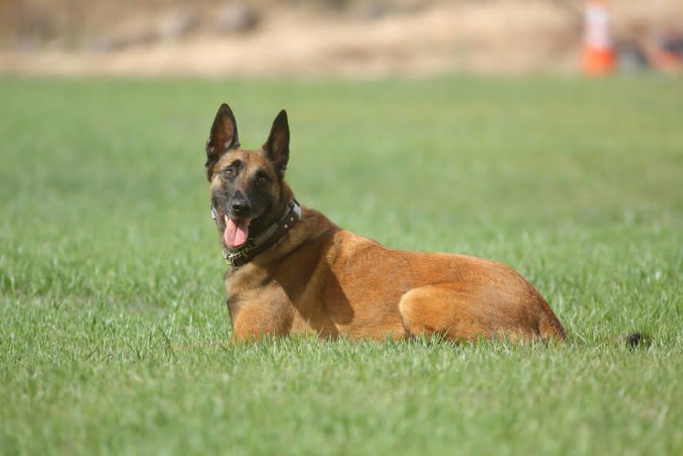 Loki, a Belgian Shepherd tested with EmbarkVet.com