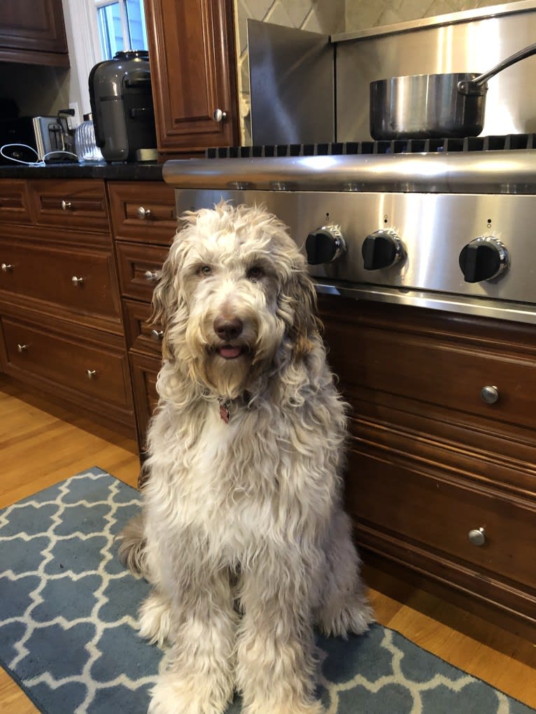 Roscoe, a Poodle (Standard) and Golden Retriever mix tested with EmbarkVet.com