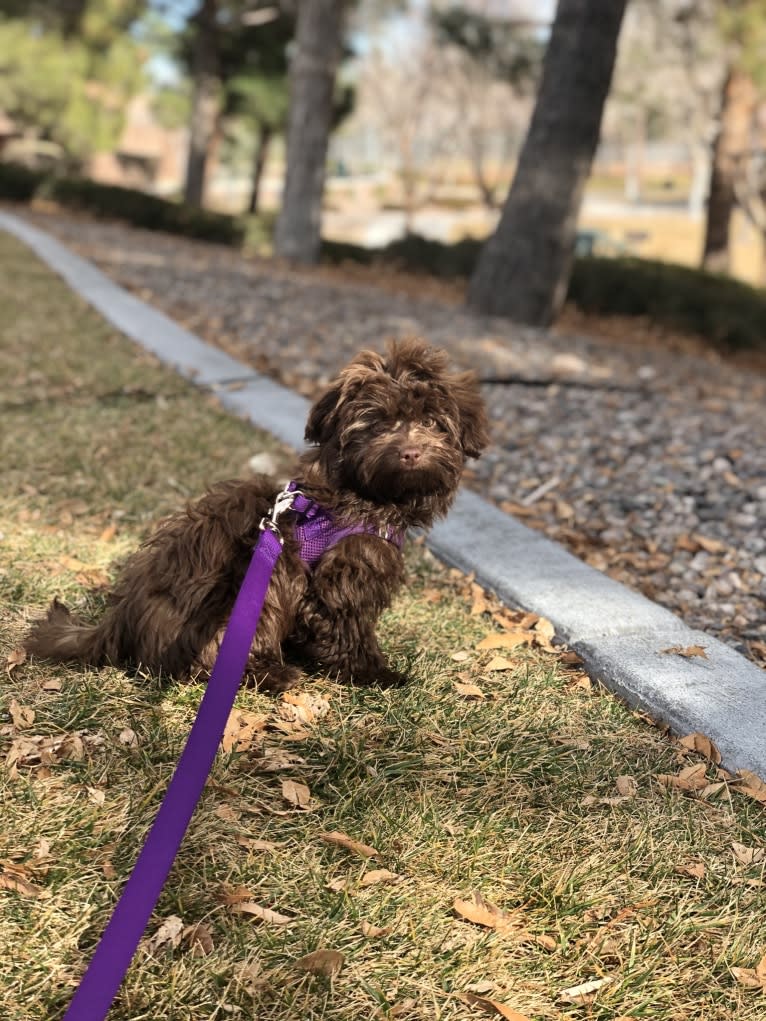 Coco, a Havanese tested with EmbarkVet.com