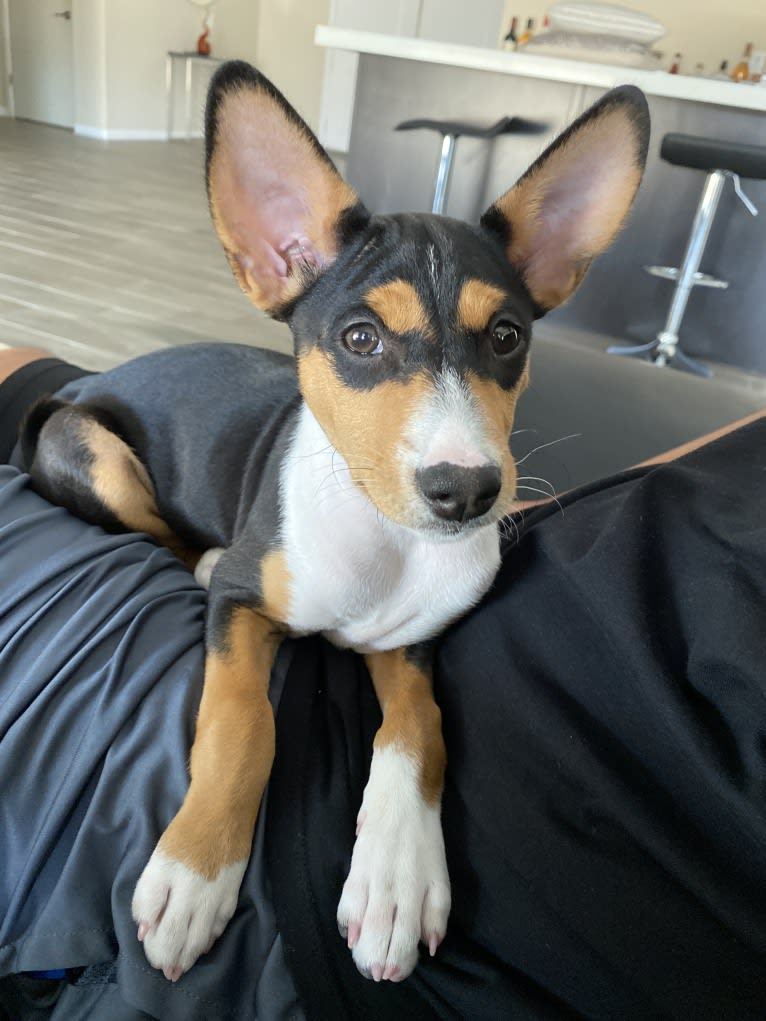 Koda, a Basenji tested with EmbarkVet.com