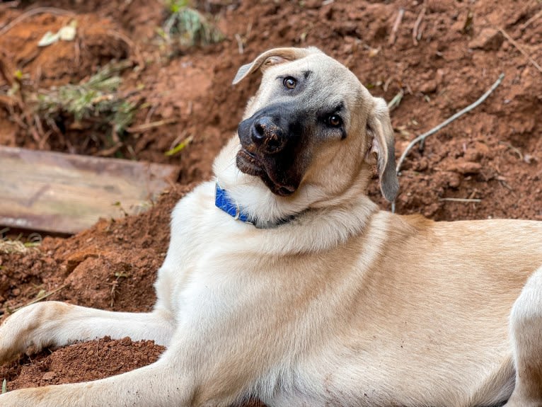 Finnegan, an Anatolian Shepherd Dog tested with EmbarkVet.com