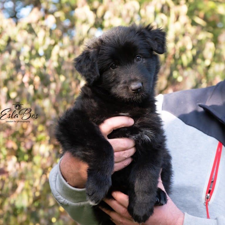 Hunter, a German Shepherd Dog and Irish Wolfhound mix tested with EmbarkVet.com