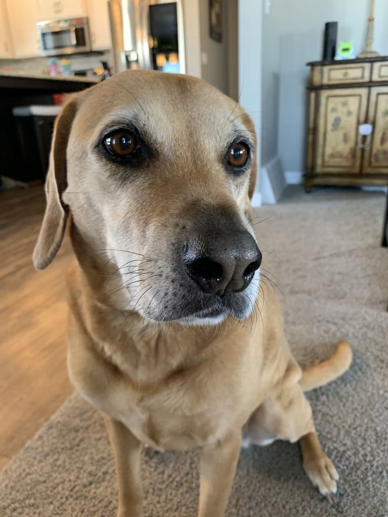 Harley, a Beagle and American Pit Bull Terrier mix tested with EmbarkVet.com