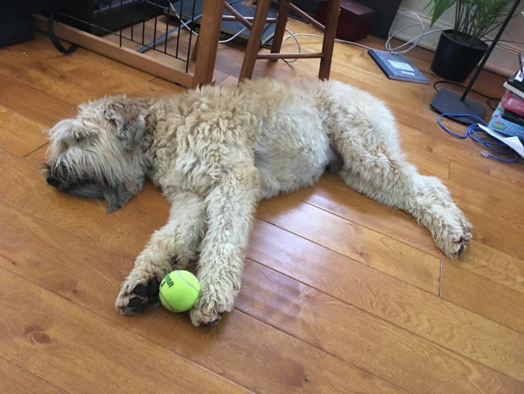 Desmond, a Soft Coated Wheaten Terrier tested with EmbarkVet.com