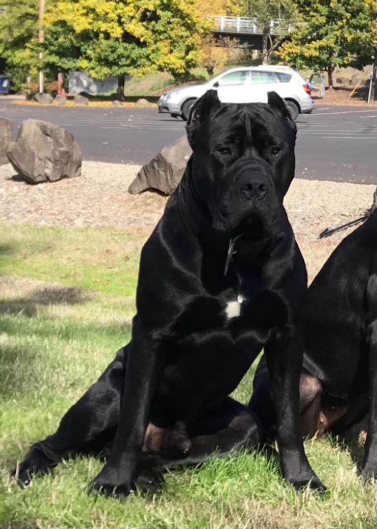 HOUFEK MASTIFFS SAVAGE D'FORTE, a Neapolitan Mastiff and Cane Corso mix tested with EmbarkVet.com