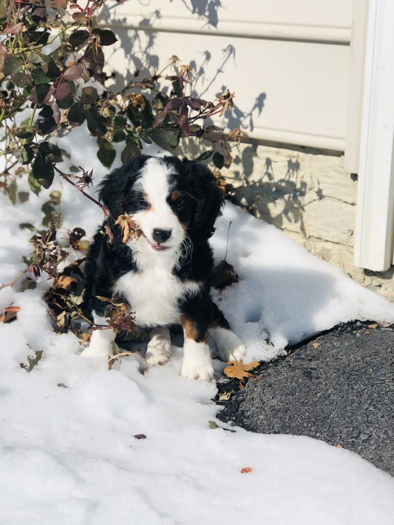 Lola, a Bernedoodle tested with EmbarkVet.com