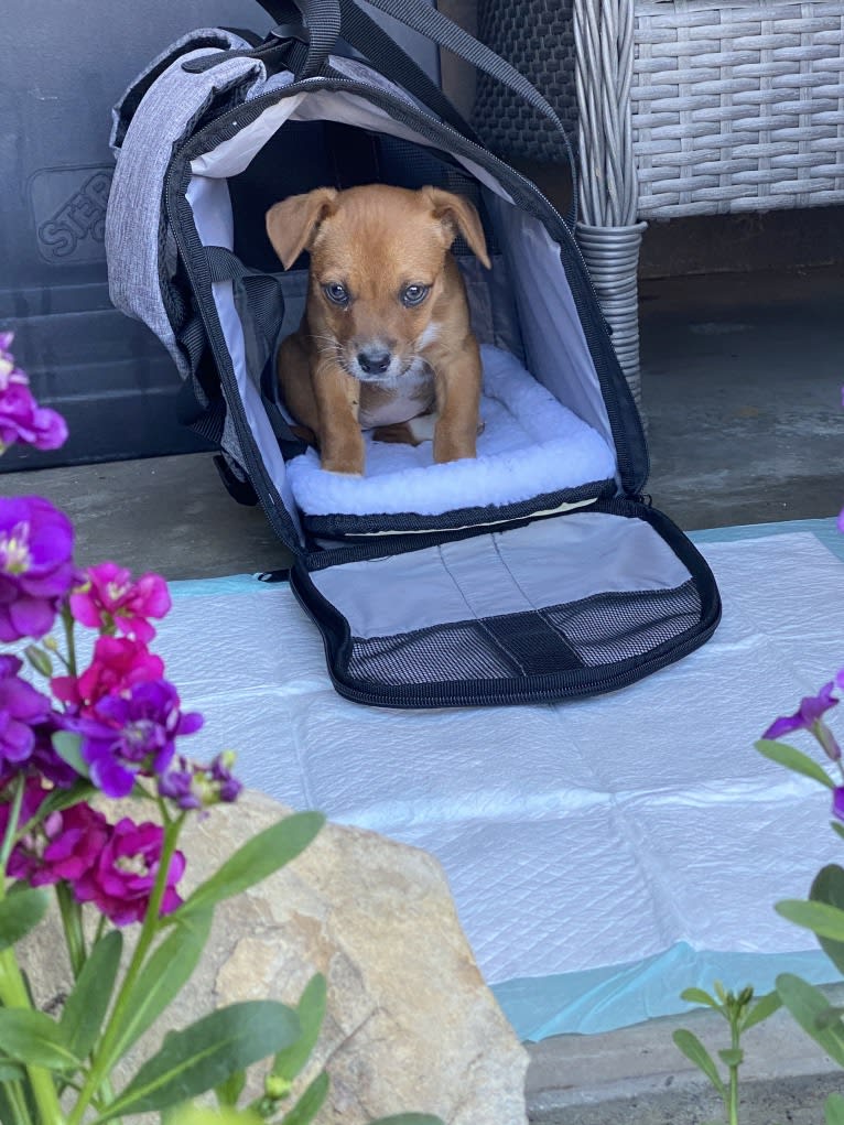 Scarlet, an Australian Cattle Dog and Chihuahua mix tested with EmbarkVet.com