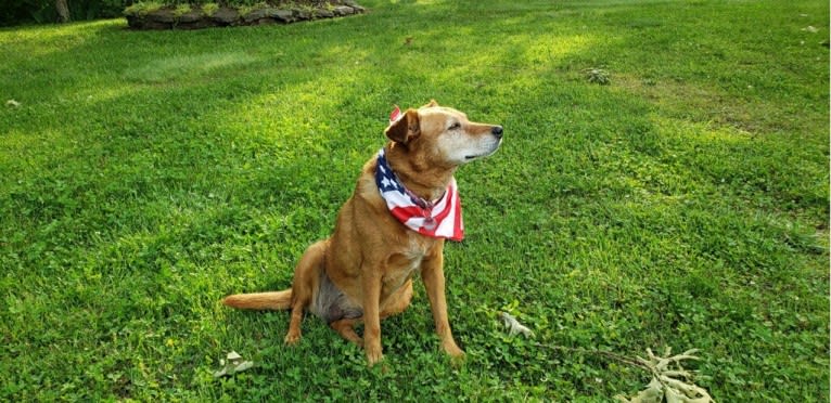 Riley, an Australian Cattle Dog and Labrador Retriever mix tested with EmbarkVet.com