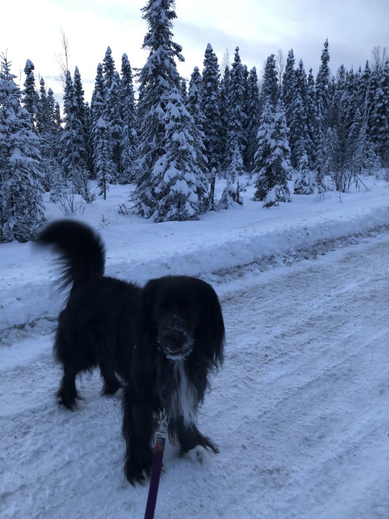 Beauregard, a Cocker Spaniel and Mountain Cur mix tested with EmbarkVet.com