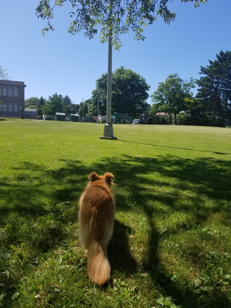 Scout, a German Shepherd Dog and Great Pyrenees mix tested with EmbarkVet.com