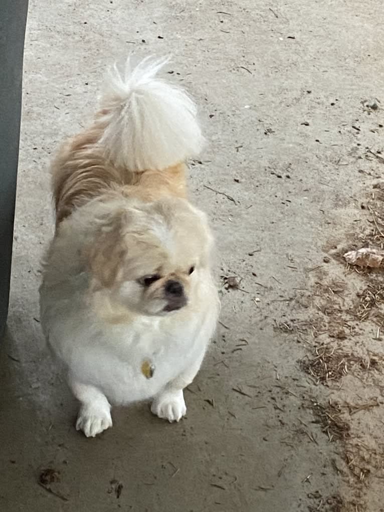 Marsha, a Pekingese tested with EmbarkVet.com