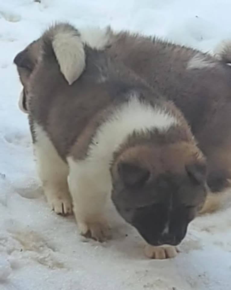 Geena, an Akita tested with EmbarkVet.com