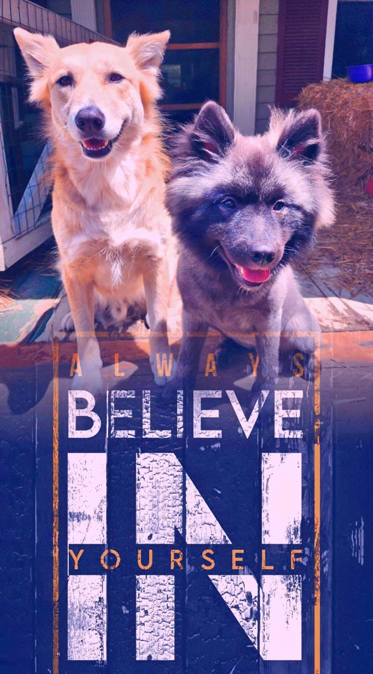 Duchess Lilly Puff Brown, a Keeshond tested with EmbarkVet.com