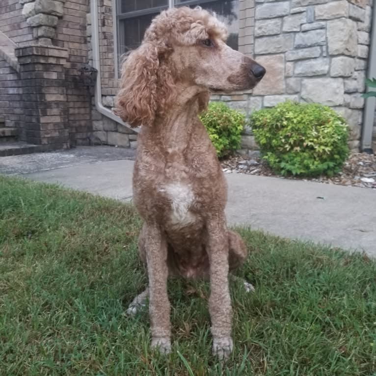 Rouge, a Poodle (Standard) tested with EmbarkVet.com