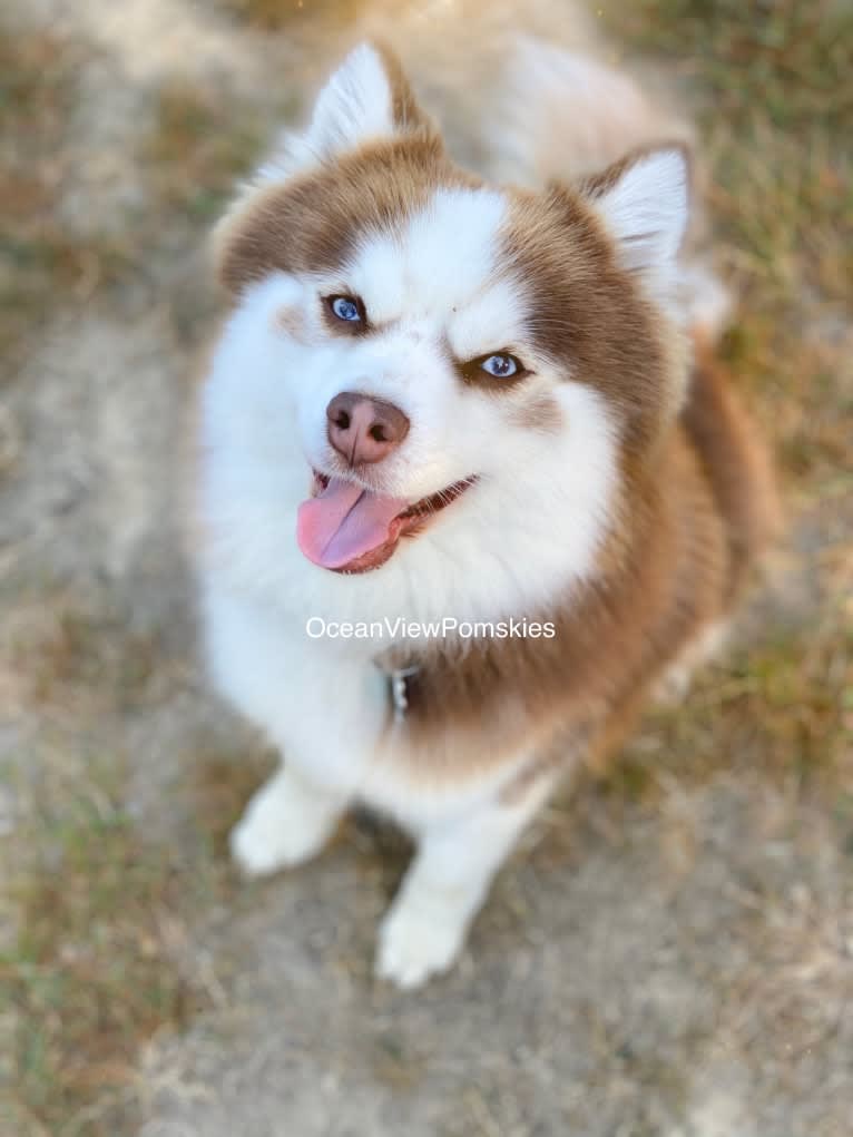 Groot, a Pomsky tested with EmbarkVet.com