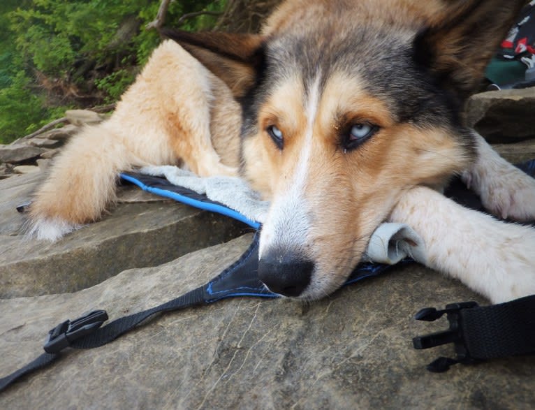 Kai, a Shetland Sheepdog and Siberian Husky mix tested with EmbarkVet.com