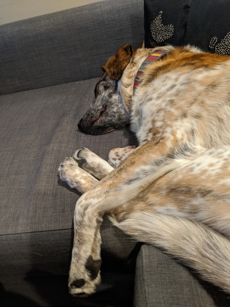 Monty, an Australian Cattle Dog and Labrador Retriever mix tested with EmbarkVet.com