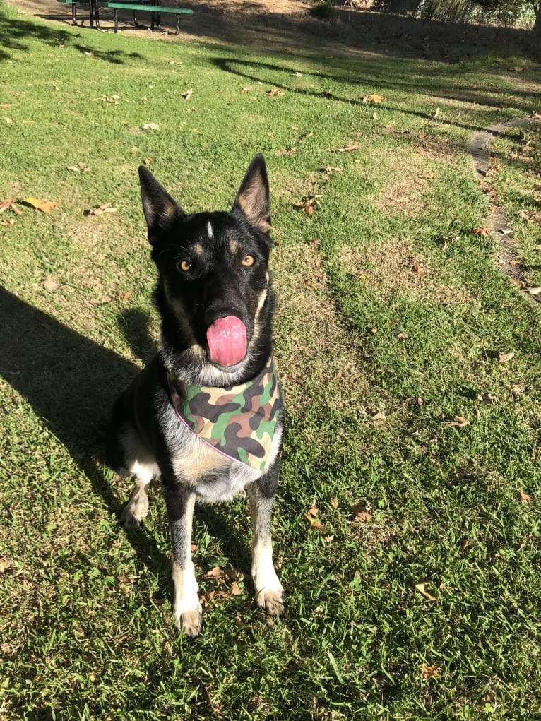 Merle, an Anatolian Shepherd Dog and German Shepherd Dog mix tested with EmbarkVet.com